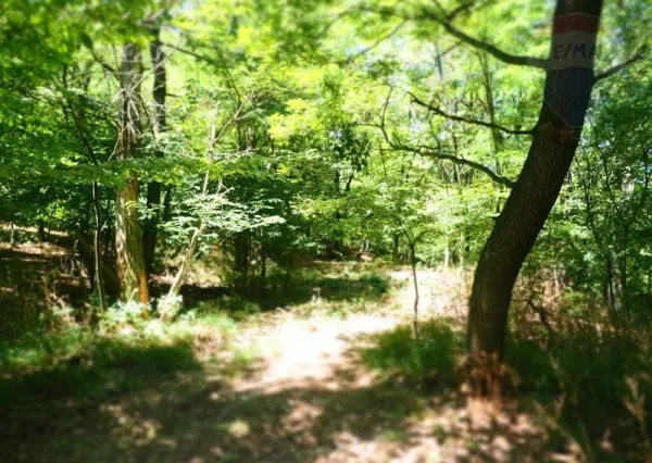 Lesný pozemok v Pozdišovciach