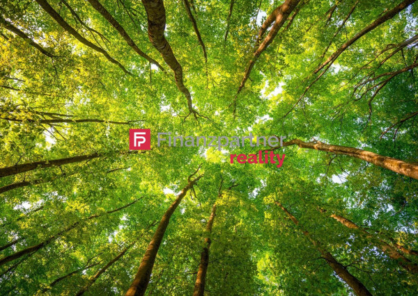 Na predaj lesný pozemok o rozlohe 30 ha cena 0,75 €/m2