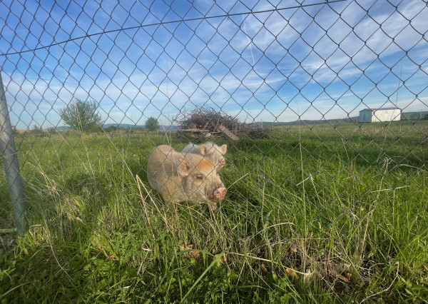 Fantastik-Farmár pozemok na 3ha v Malom Šariši (F744-14-ANM)